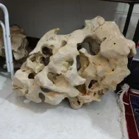 لوازم آکواریوم ماهی صخره طبیعی|ماهی|قزوین, |دیوار