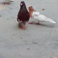 یک جفت کله