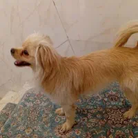 سگ خانگی