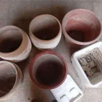 گلدان بزرگ  فروشی|گل و گیاه طبیعی|مشهد, کشاورز|دیوار
