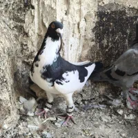 کفتر صید ابلق پنگوینی نر صید شب