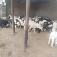 قصابی دشت بزرگ کشتار گوساله گاومیش وگاو،بره وشیشک|خوردنی و آشامیدنی|شوشتر, |دیوار