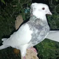 کبوتر