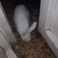 یه خرگوش لوپ هلندی