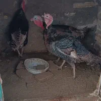 بوقلمون |حیوانات مزرعه|باسمنج, |دیوار