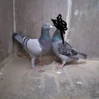 نرسبزگمشده