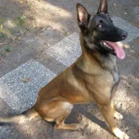 سگ مالینیوز