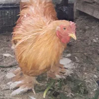 خروس برهما جوان