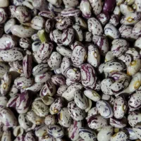 لوبیا چیتی