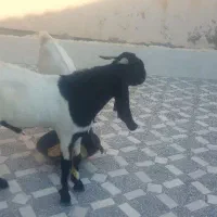 دوتا کهره نر پاکستانی گوش دراز جوان|حیوانات مزرعه|شبانکاره, |دیوار