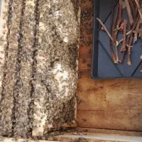 بر زنبور چهار قابی بدون کندو