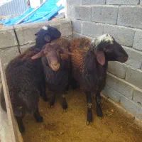 بره نر جوان