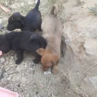 واگذاری فوری
