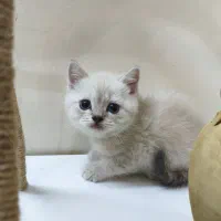 گربه بریتیش شورت هیر