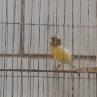 قناری ریزه خون|پرنده|بندر ماهشهر, |دیوار