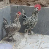 مرغ و خروس مینیاتوری|حیوانات مزرعه|قم, نیروگاه|دیوار