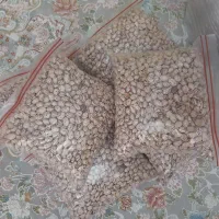 لوبیای چهارمحال بختیاری|عمدهفروشی|تهران, مدائن|دیوار