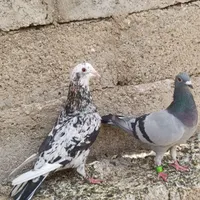 سرور و پلاکی|پرنده|برازجان, |دیوار