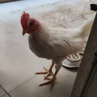 جوجه چهار ماهه.زبر و زرنگ