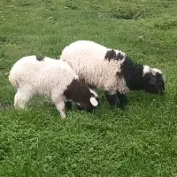 دوتا گوسفند نرماده به فروش میرسد