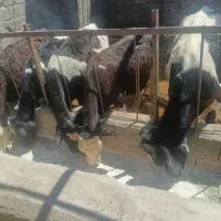 گوساله