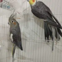 عروس هلندی