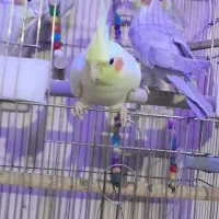 عروس هلندی سخنگو  جفتی یا تکی فروشی