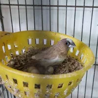 فنچ گلدین و کرواتی|پرنده|کاشان, سرپله جدید|دیوار