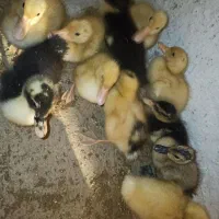 اردک 25 روزه