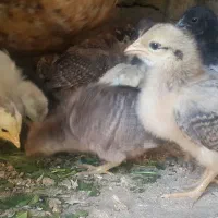 جوجه گلین زیر مرغی