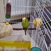 مرغ عشق سالم و سرحال|پرنده|تهران, نازیآباد|دیوار