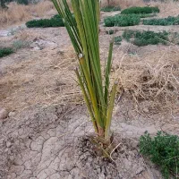 نخل نر غنامی