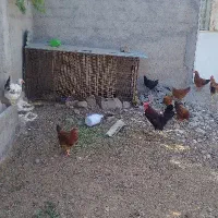 25مرغ و خروس خانگی
