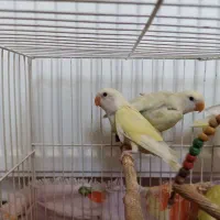 جوجه کوتوله برزیلی لیمویی(کرمینو) 2ماهه|پرنده|نیشابور, شهرک جانبازان|دیوار