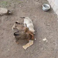 فروش سگ هاسکی ویک صوله|سگ|آستانه اشرفیه, |دیوار