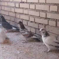 کبوتر تهرانی و دو رگ جهت معاوضه با طوقی