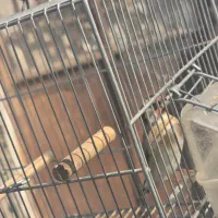 سهره سر سیاه دهن زن|پرنده|شیراز, کوشک میدان|دیوار