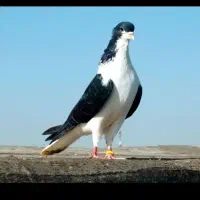 طوقی زرد و ساده سیاه کاکلی