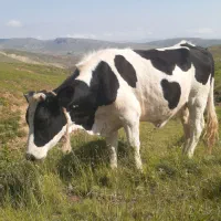 گوساله