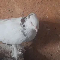 کفتر|پرنده|قم, پردیسان|دیوار