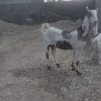 فروش یک عدد بز پاکستانی