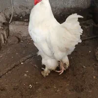 یک عدد خروس امپراتور سفید