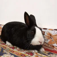 خرگوش زیبا،بازیگوش|موش و خرگوش|اردبیل, |دیوار