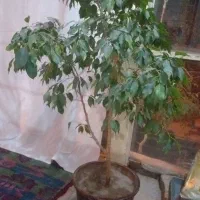 گل وگیاه|گل و گیاه طبیعی|مراغه, |دیوار