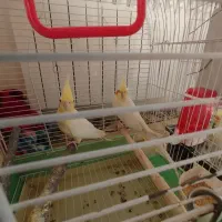 طوطی عروس هلندی لوتینو جفت مولد|پرنده|بابل, |دیوار