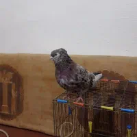 جفت سرور نرو ماده دره شهر|پرنده|دره شهر, |دیوار