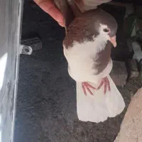 نرماده پلنگ جوجه شیرازی چ کلاغ