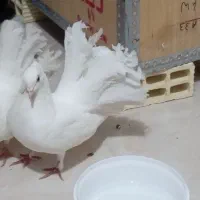 دم چتری نرو ماده|پرنده|قم, زنبیل آباد|دیوار