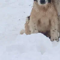 قدرجونی توله