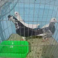 کبوتر